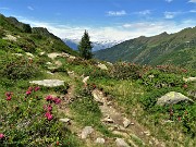 50 Rododendri rossi (Rhododendron ferrugineum) sul sent. 112 con vista in Valle Lunga